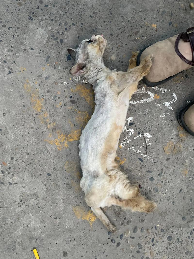 警方回应猫被砍四肢,警方回应猫被砍四肢的问题