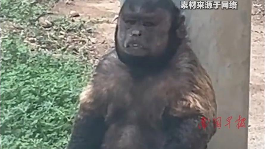 动物园一猴子丑出圈,动物园的猴子一般什么品种