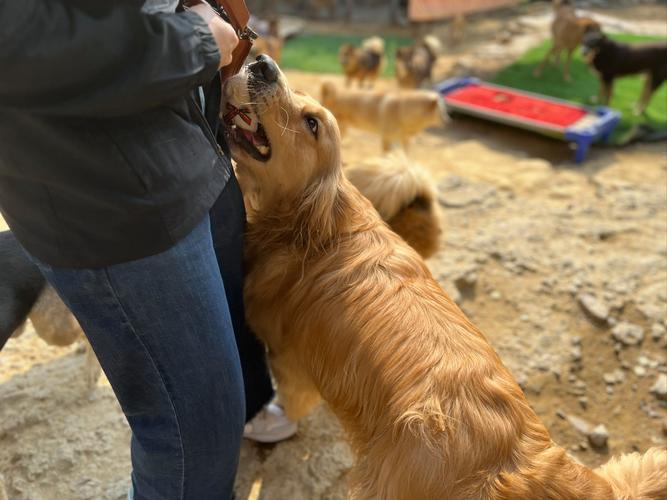 流浪犬进教室被打死,流浪犬进教室被打死视频